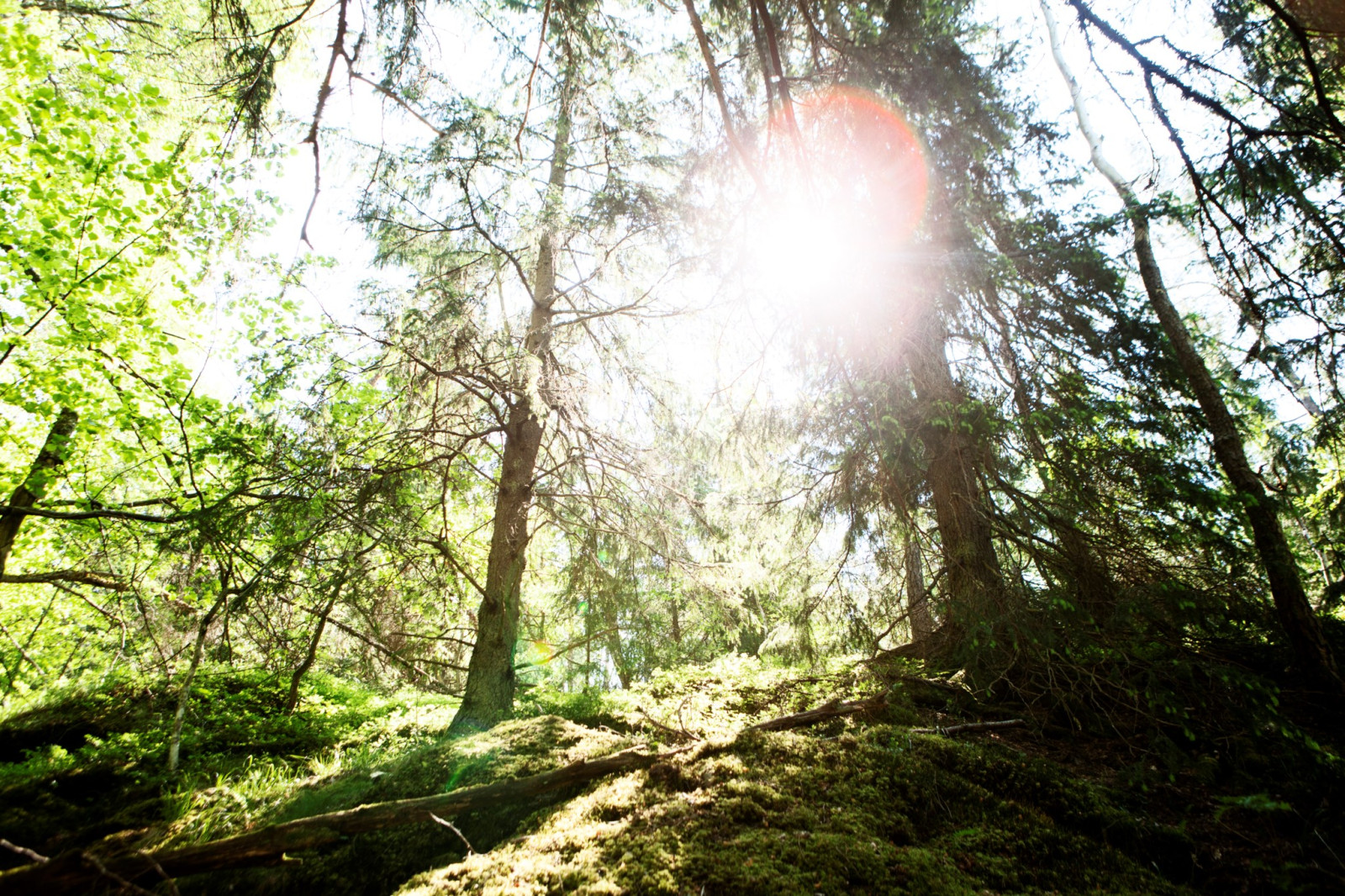 Garnuddens naturreservat Salarpsbacken 1
