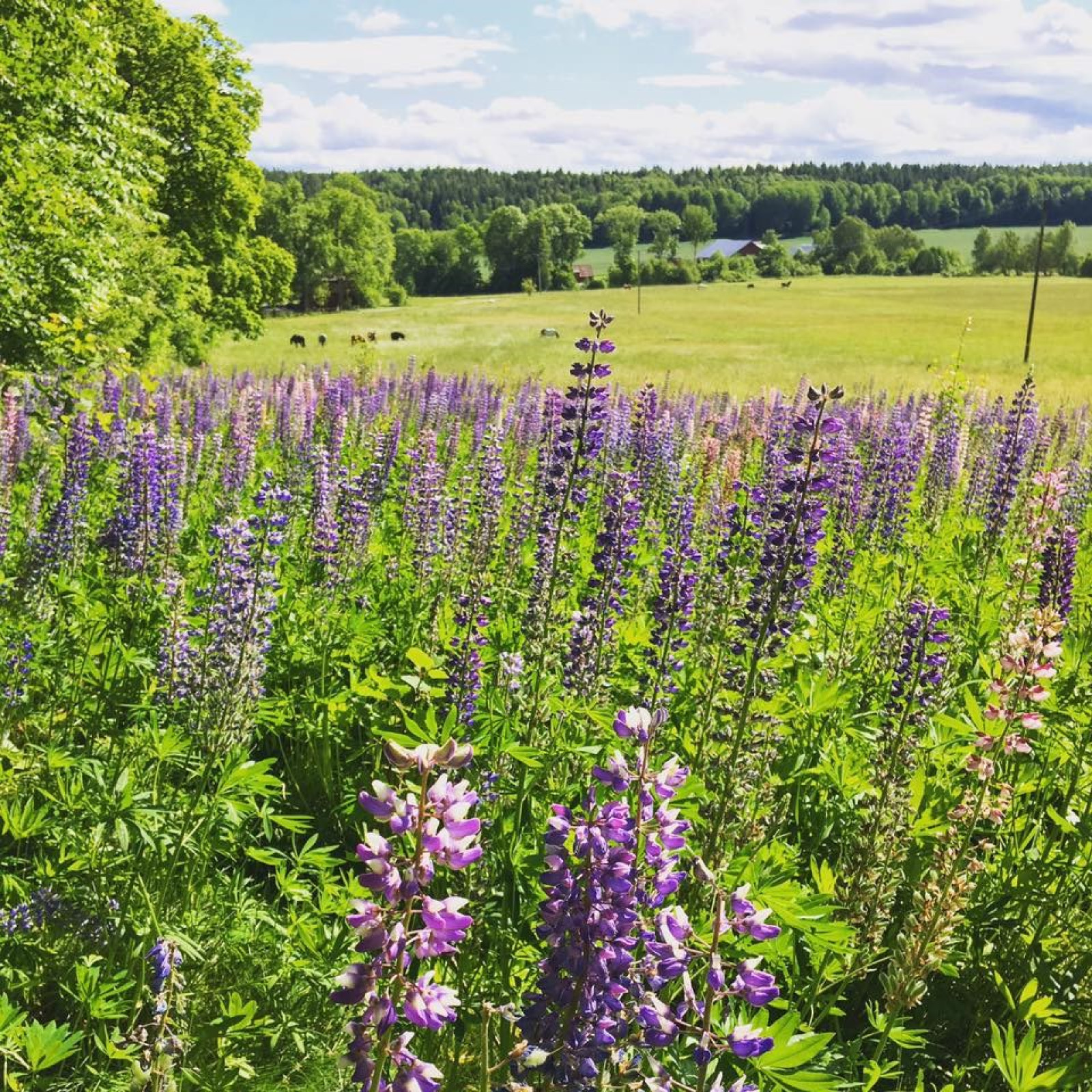 Sommaräng Älvesta säteri 23