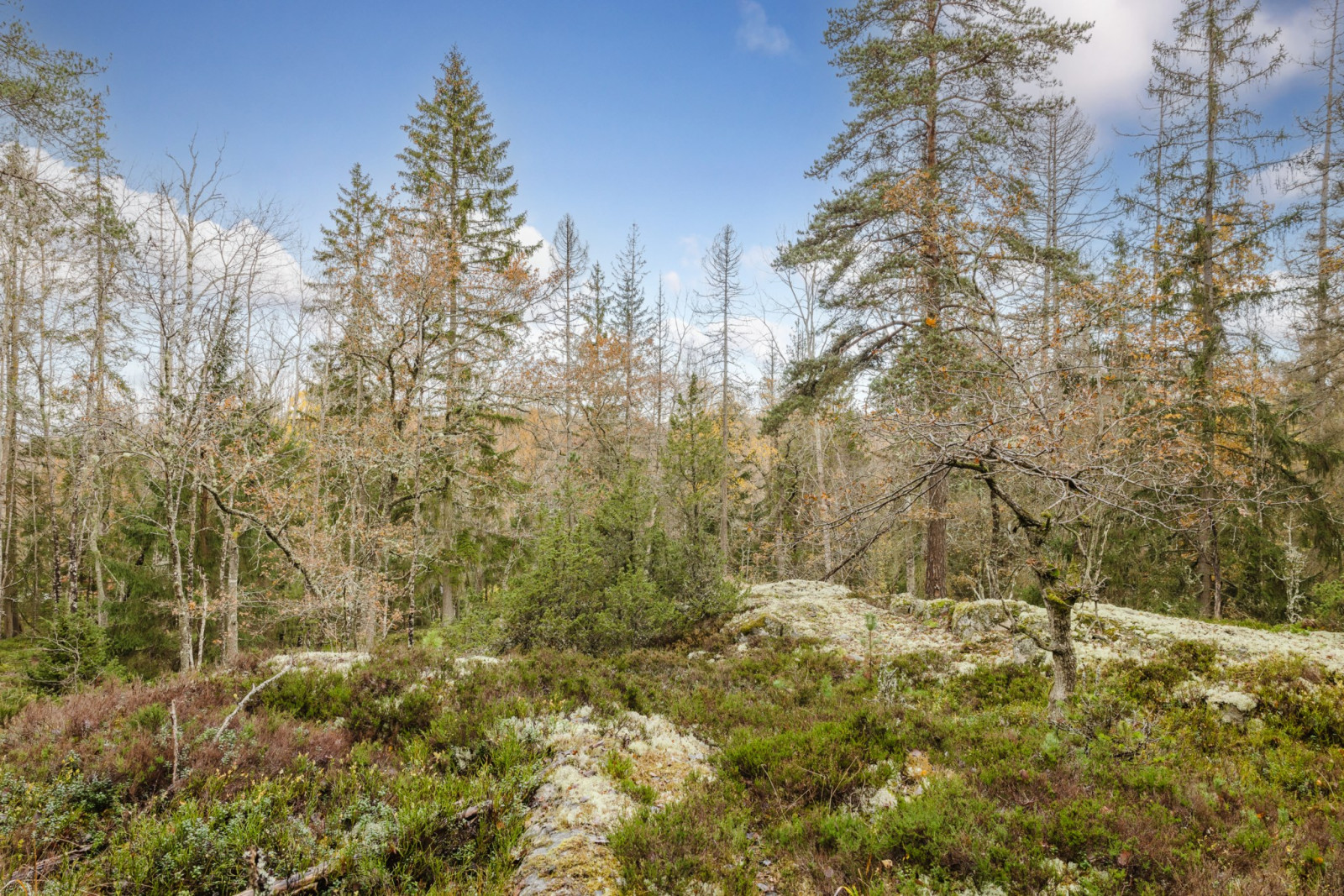 Naturtomt Högantorpsvägen 65