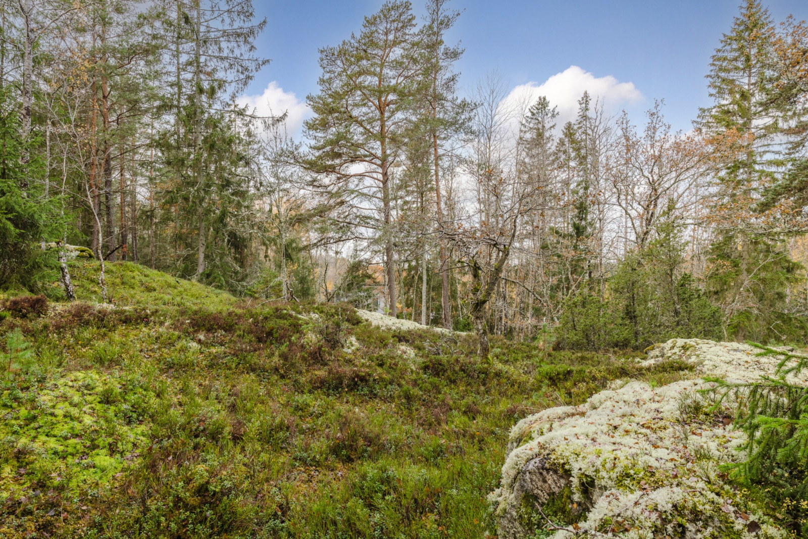 Naturtomt Högantorpsvägen 65