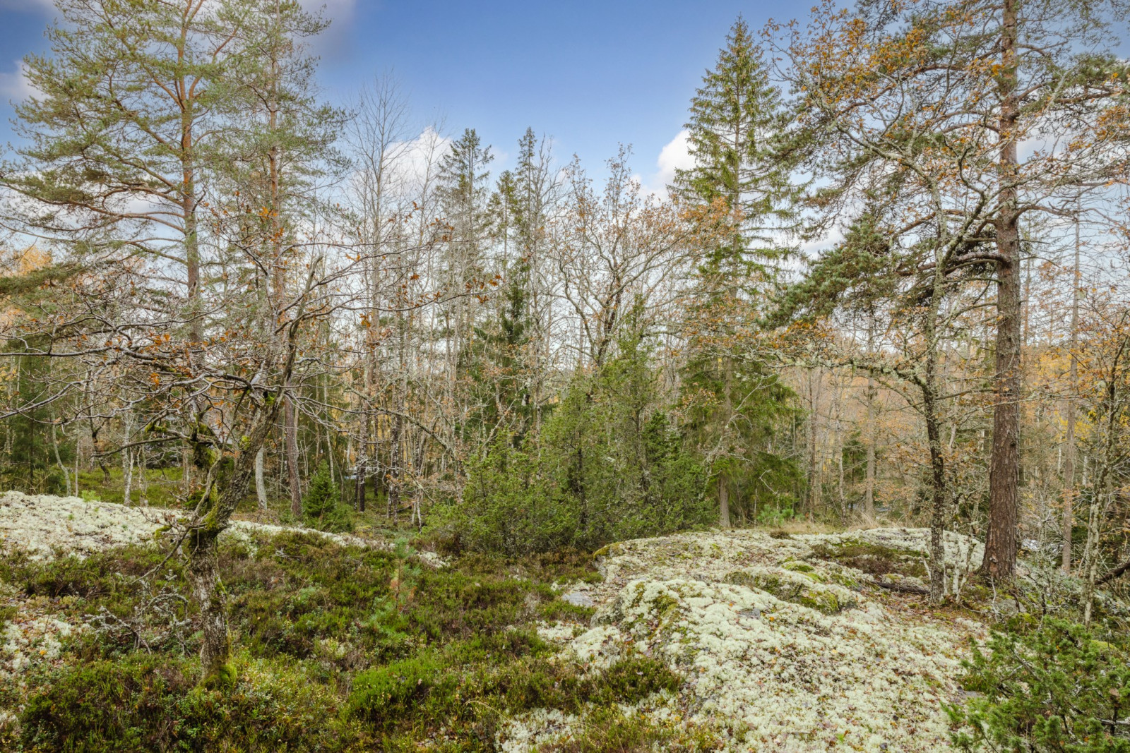 Naturtomt Högantorpsvägen 65