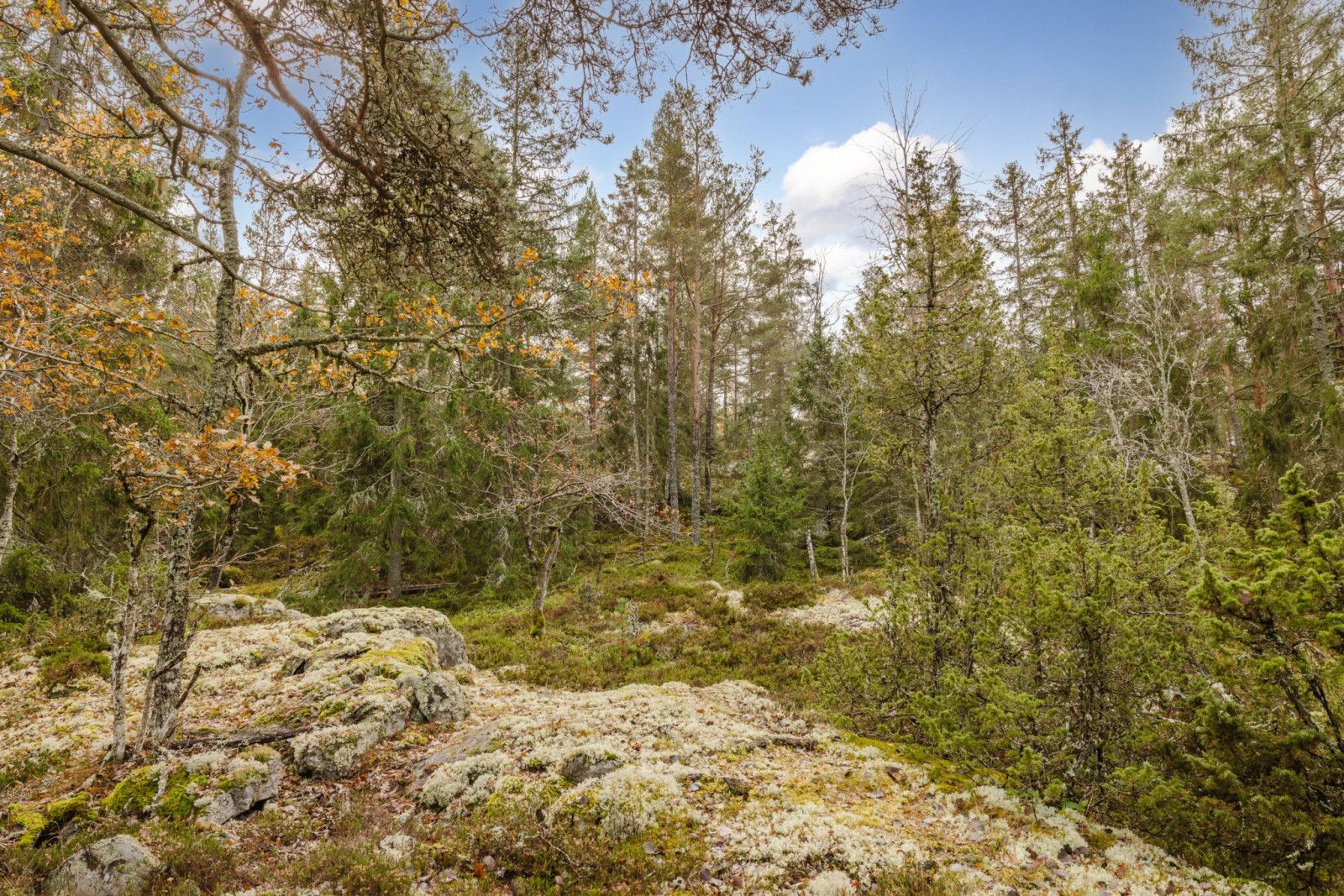 Naturtomt Högantorpsvägen 65