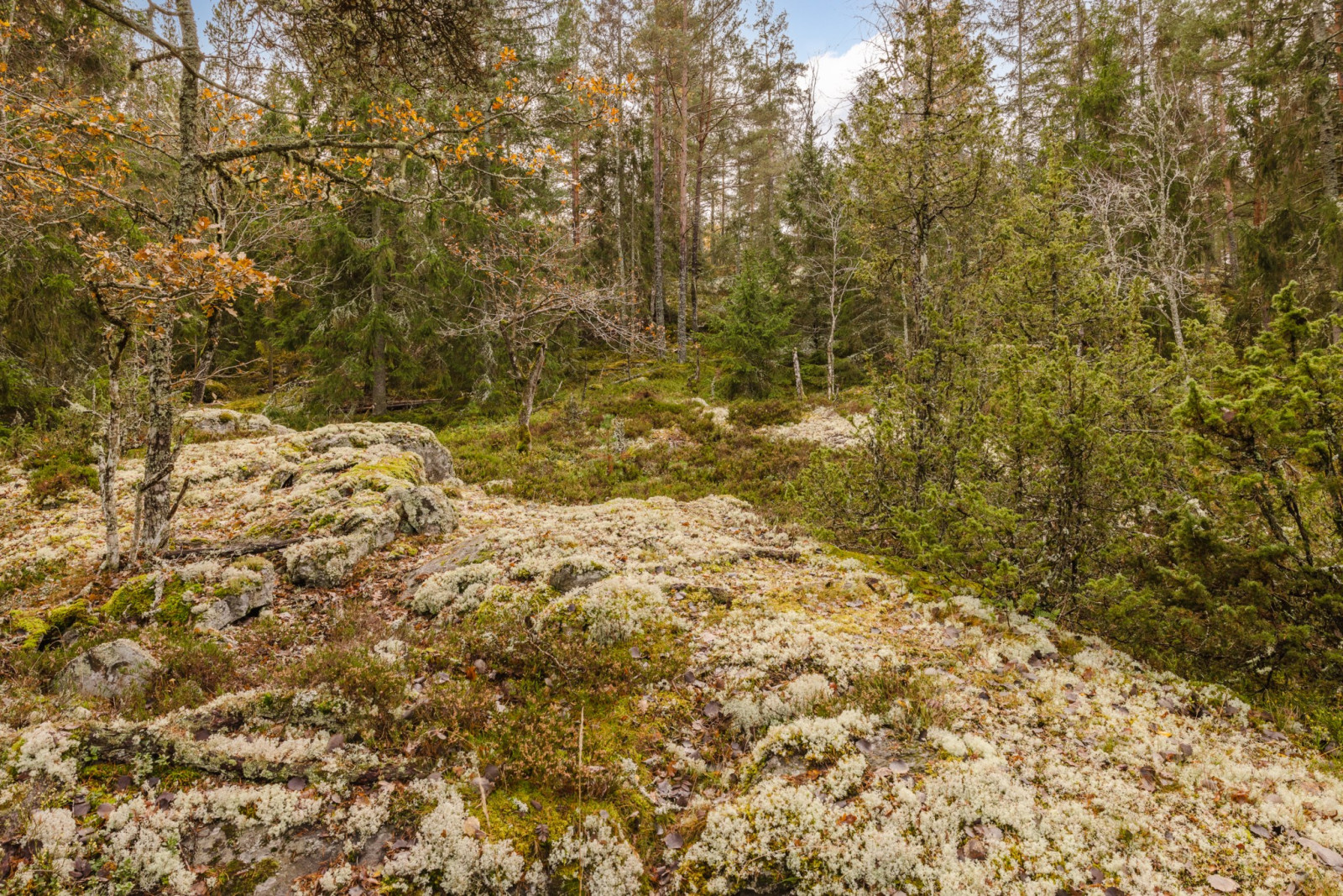 Naturtomt Högantorpsvägen 65