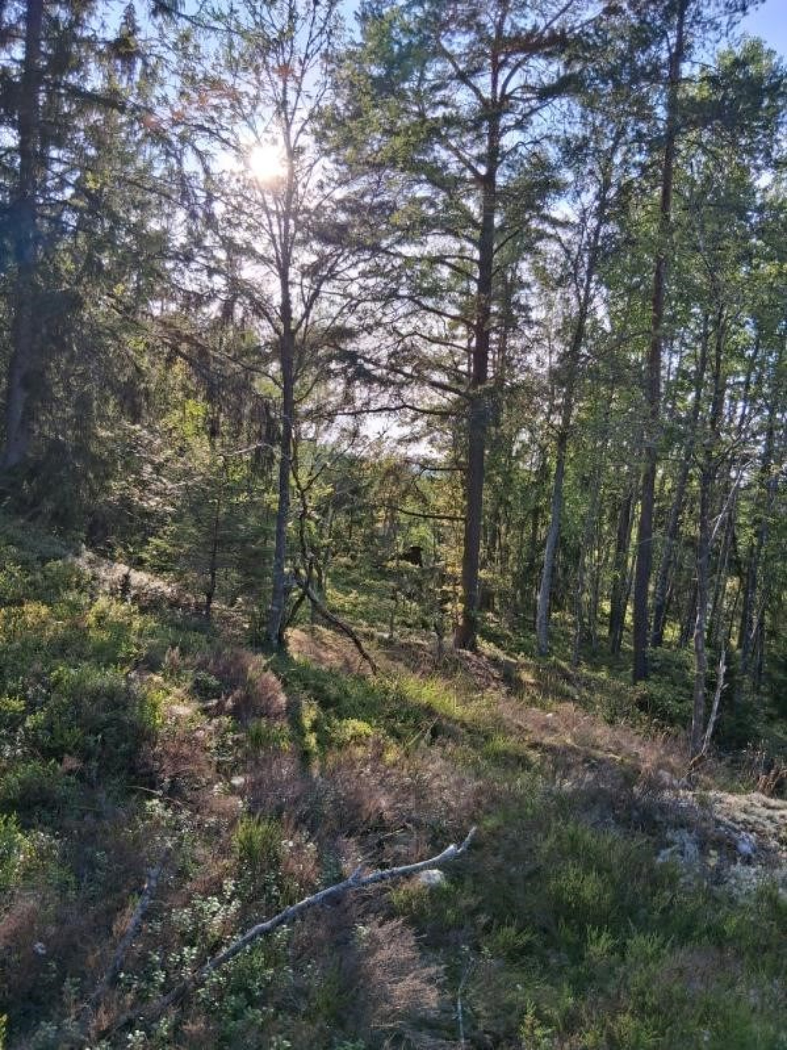  Högantorpsvägen 65