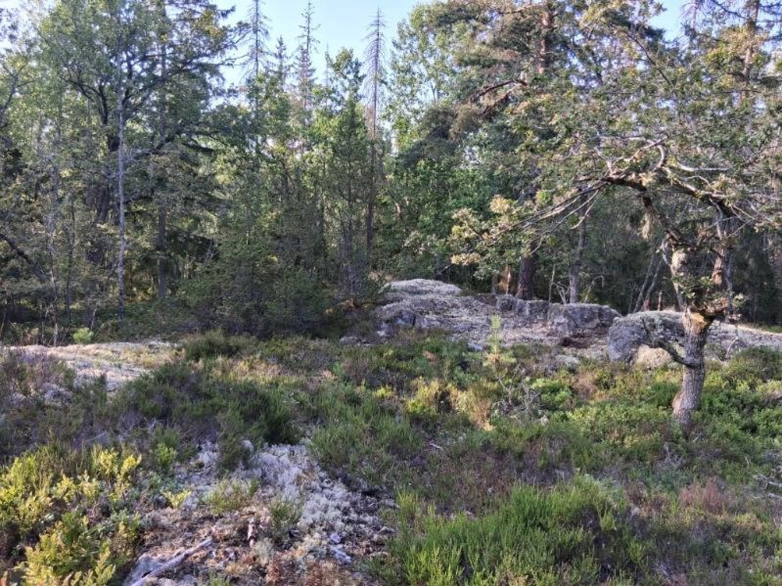 Naturtomt Högantorpsvägen 65