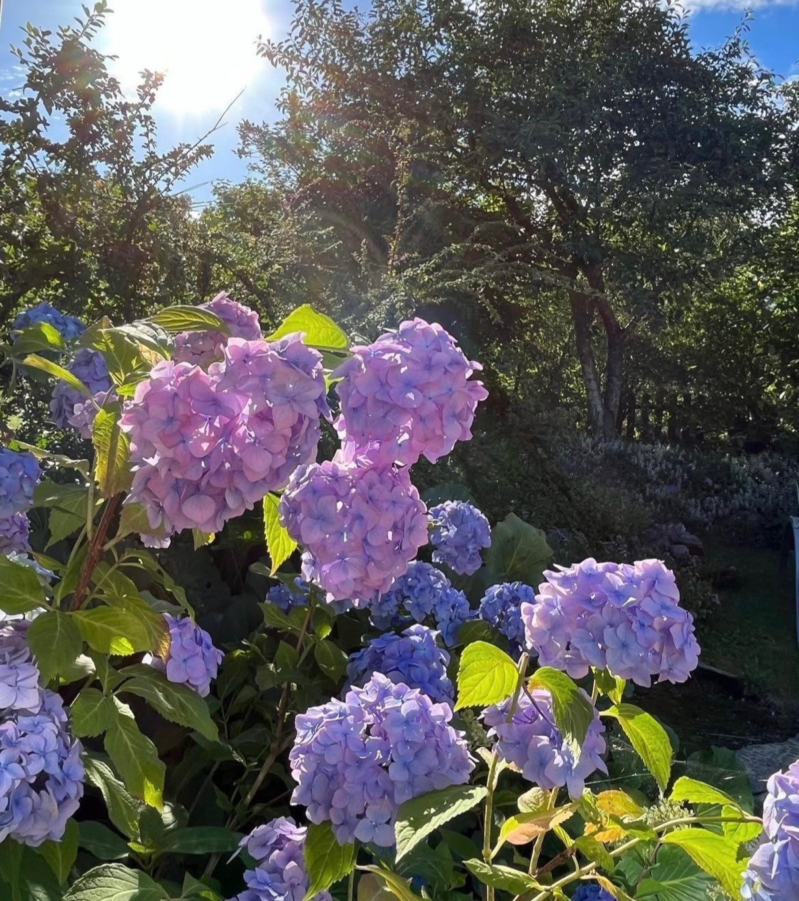 Exteriör Linnéastigen 8