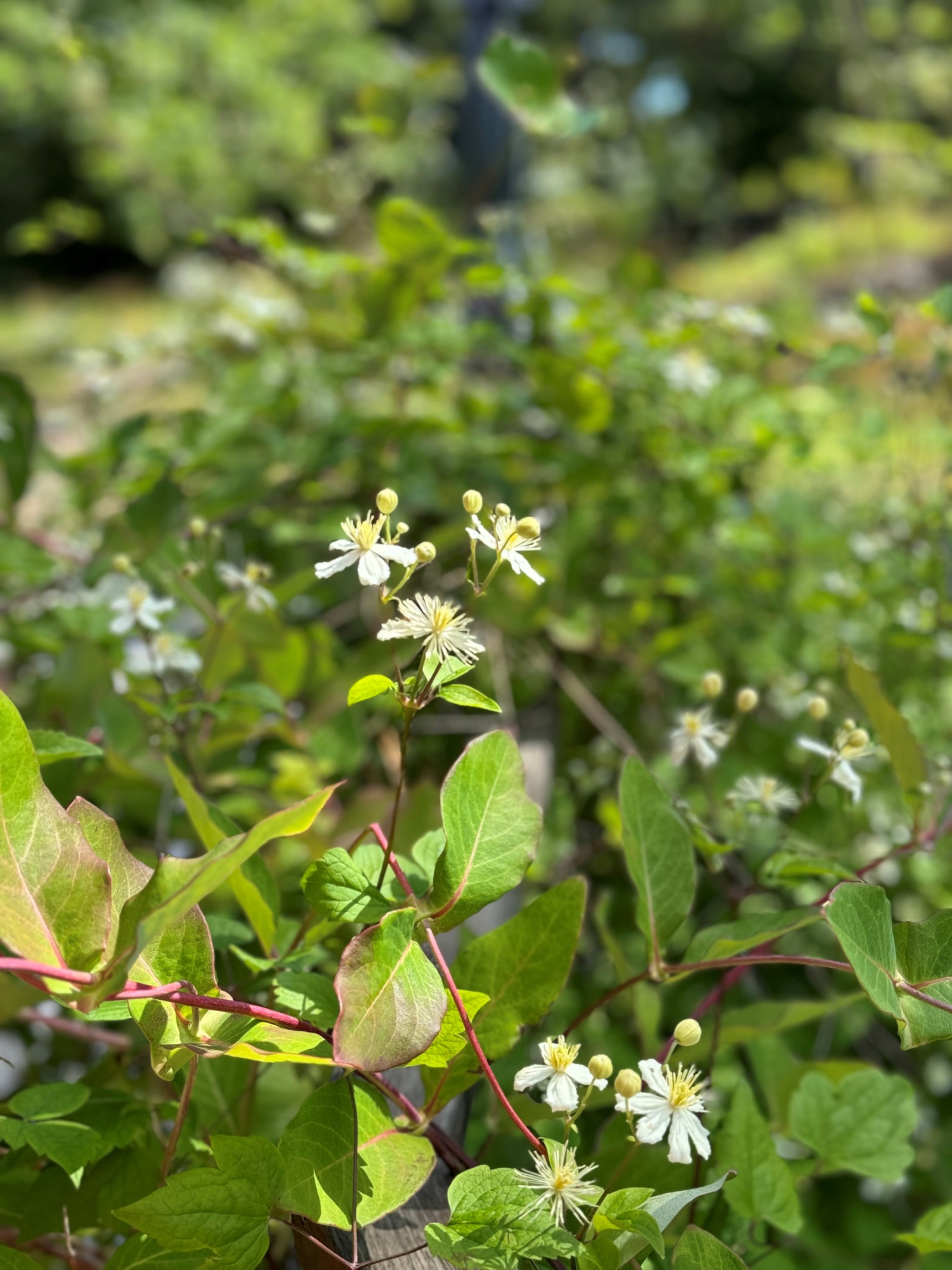 Sommarbild trädgård Uttringe hages väg 49