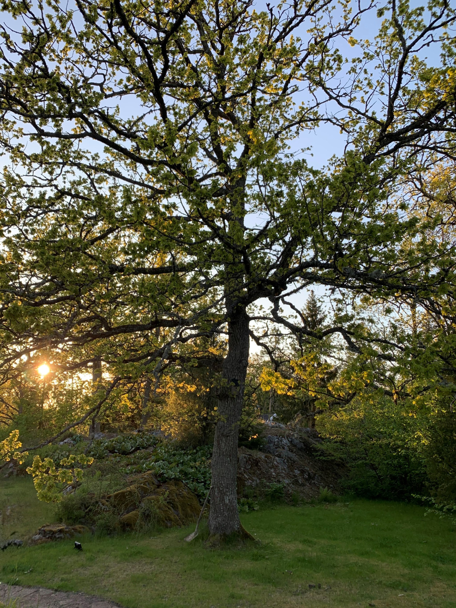 Sommarbild trädgård Uttringe hages väg 49