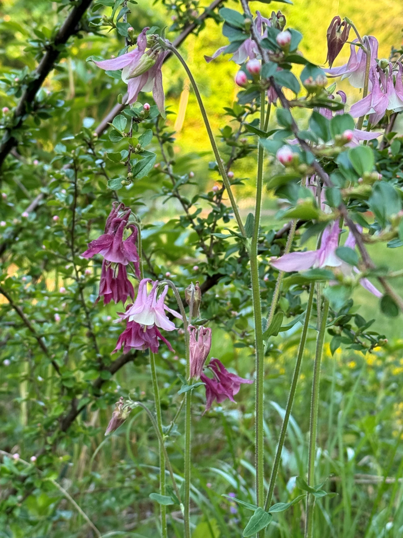 Sommarbild trädgård Uttringe hages väg 49