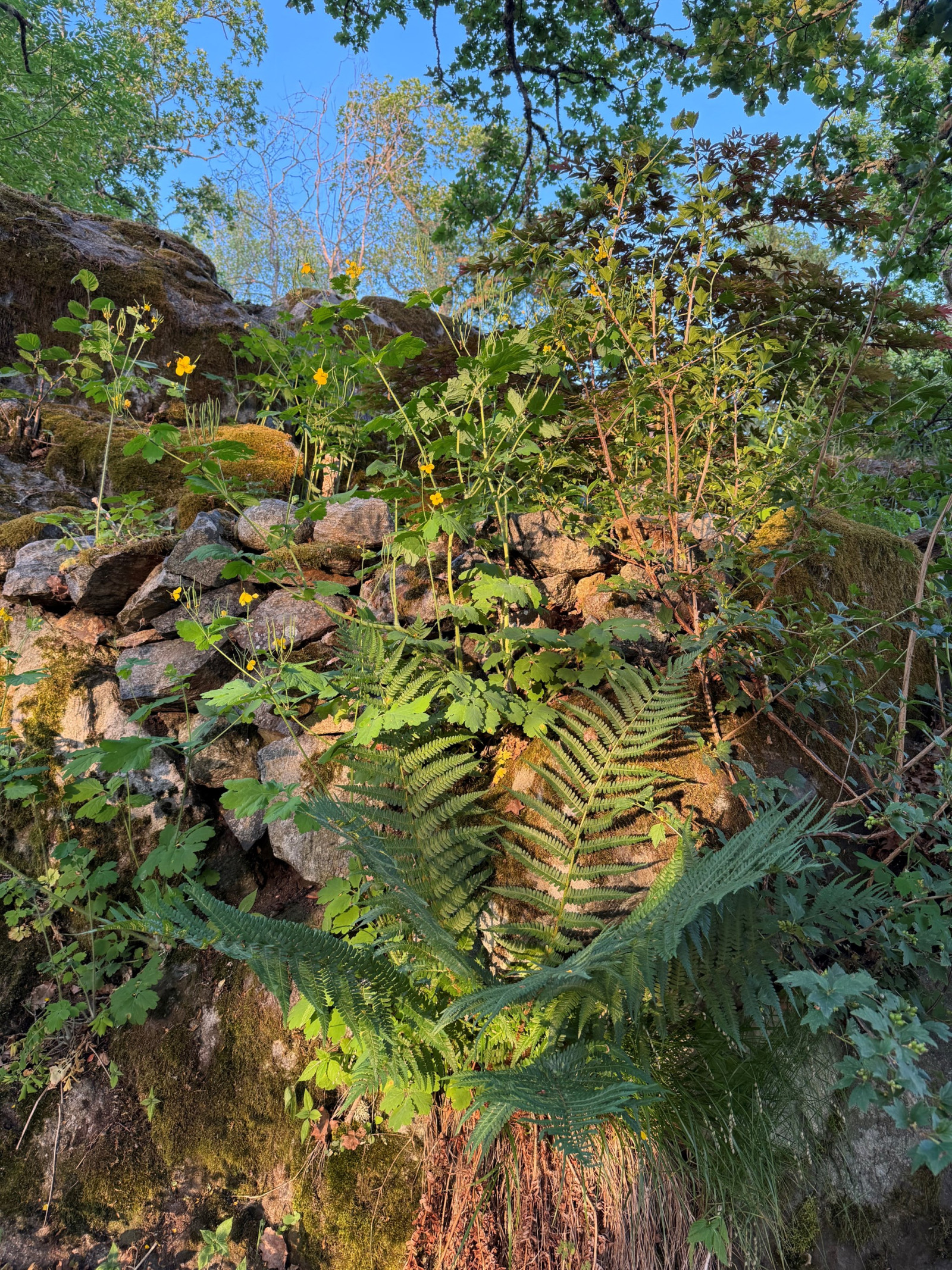 Sommarbild trädgård Uttringe hages väg 49