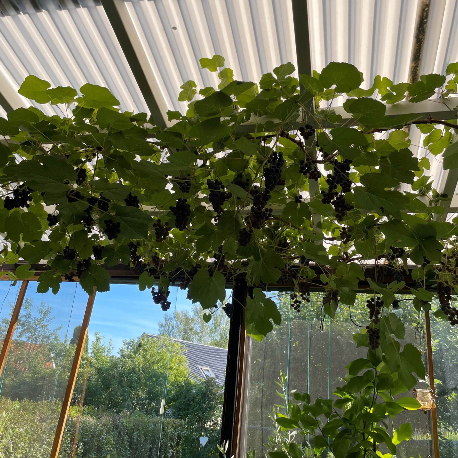Säljarens bild - vinrankor i uterum Rönningevägen 65B