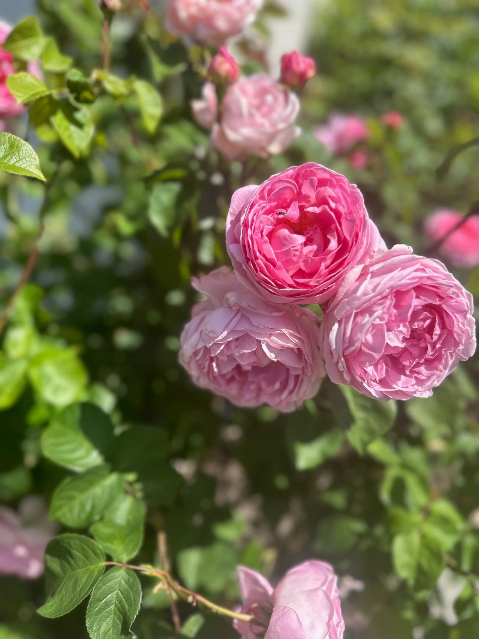 Säljarens bild Fjärilstigen 102