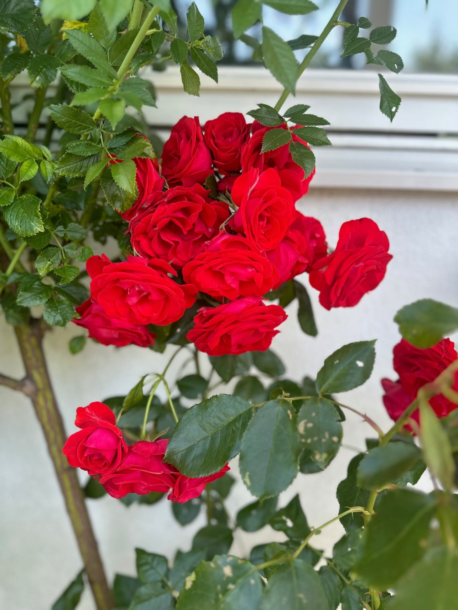 Säljarens bild Fjärilstigen 102