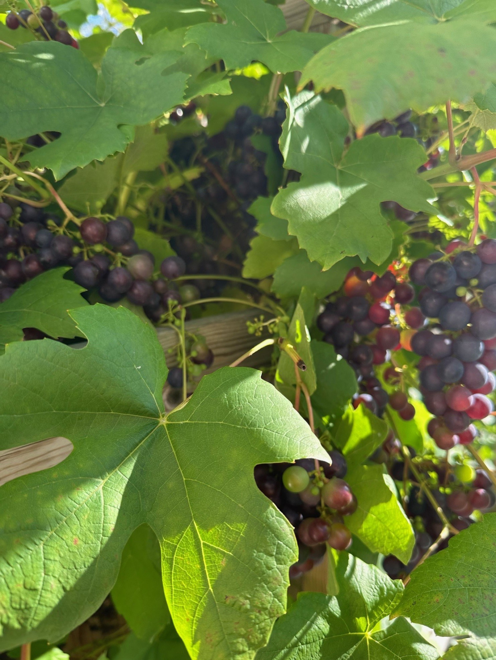 Säljarens bild Fjärilstigen 102