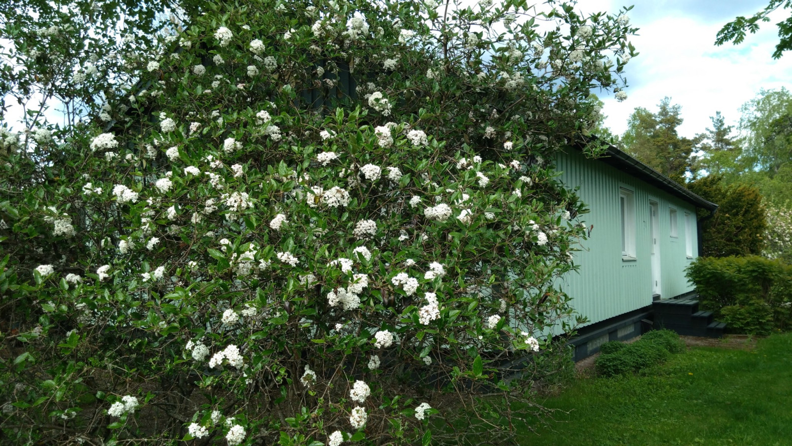Blomning Crusebjörns väg 6