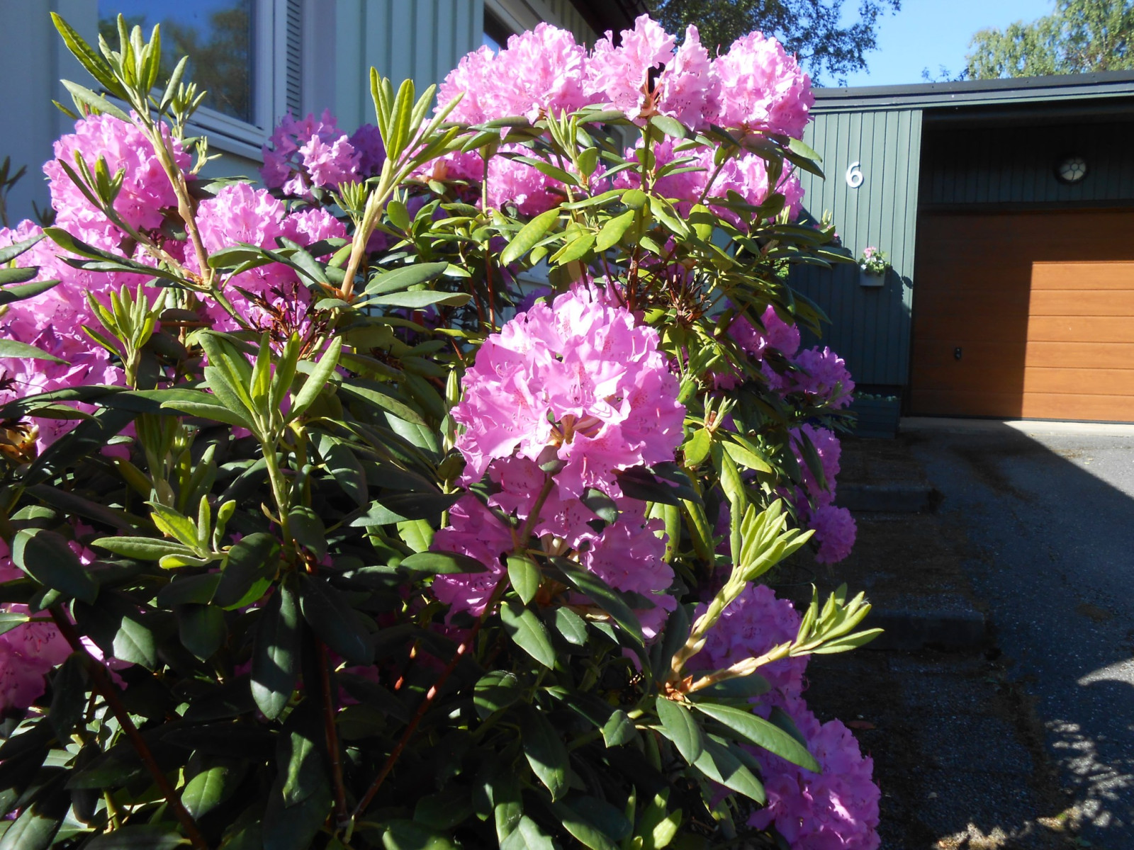 Blomning Crusebjörns väg 6