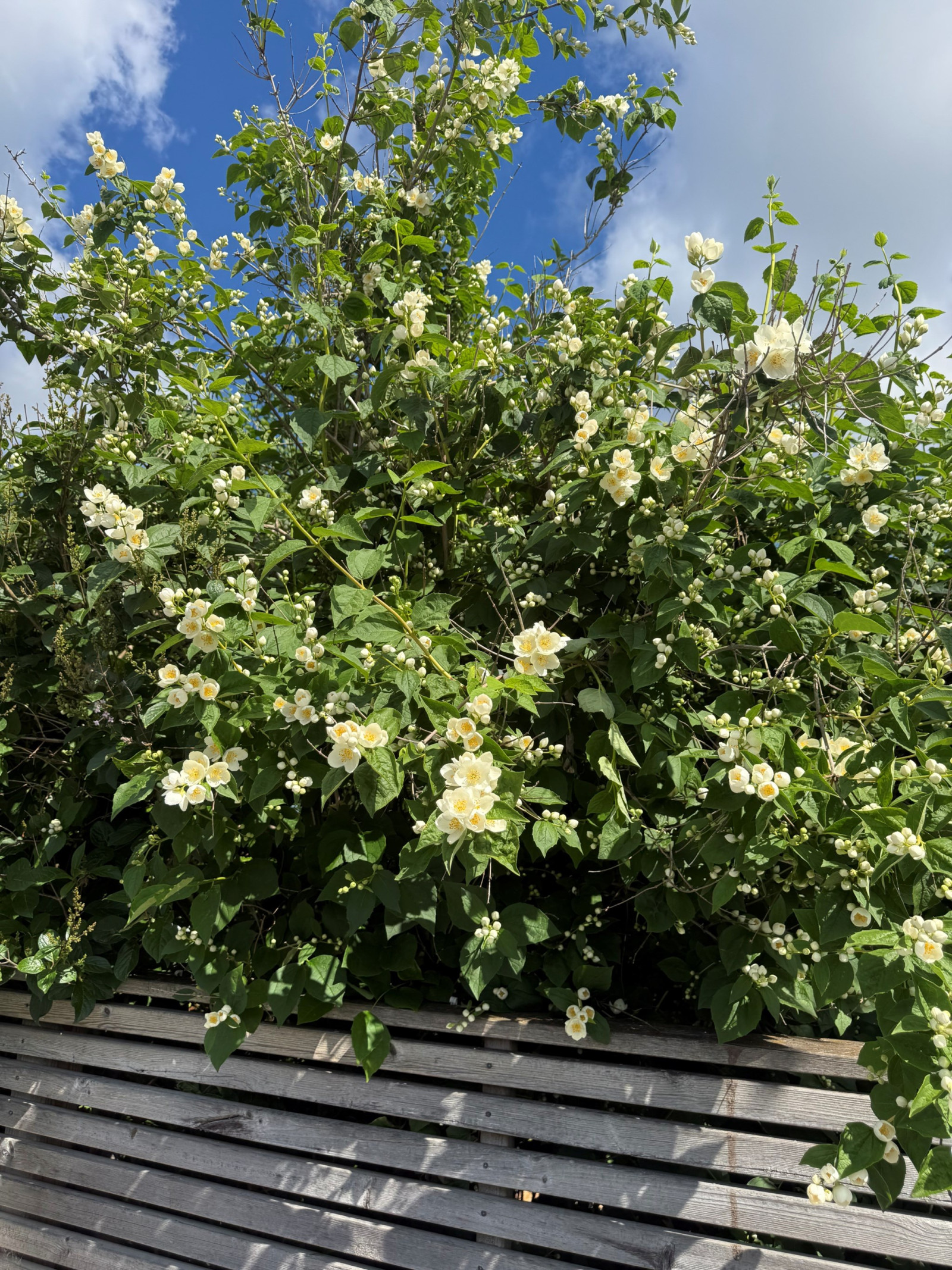 Säljarens bild Tibaststigen 8